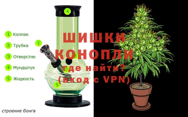 сатива Магадан